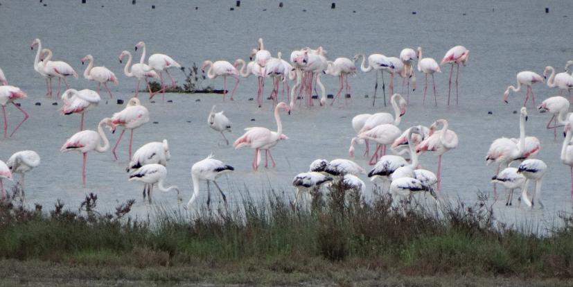 First Reproduction of Flamingos in Greece Turns Halkidiki Wetland Pink